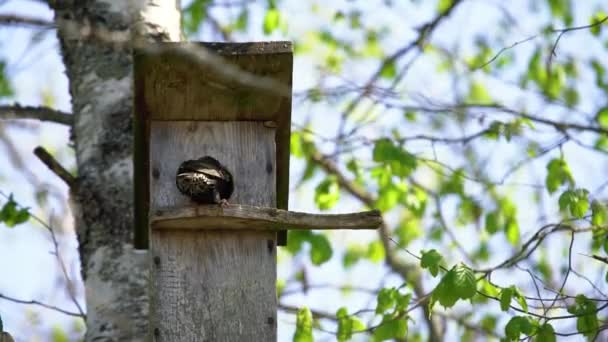 Starling bird (Sturnus vulgaris) brengt worm naar de houten nestbox in de boom. Vogel voeden kinderen in houten vogelhuisje opknoping op de berk boom buiten  - Video