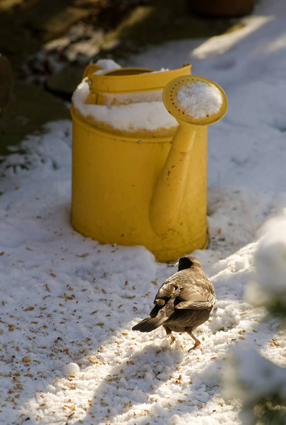 merlo sulla neve in giardino - Foto, immagini