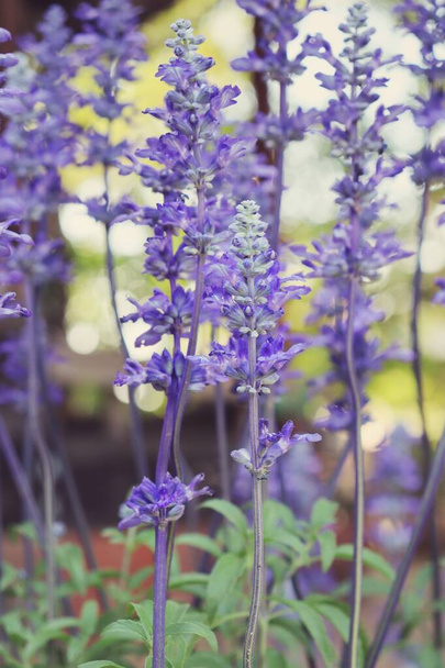 Kaunis violetti salvia kukkia - Valokuva, kuva