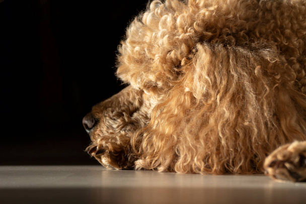 Um poodle de damasco com cabelo dourado encaracolado jaz na luz do sol em um fundo preto. - Foto, Imagem
