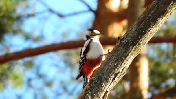 枝に座って太鼓を打つ美しい鳥のキツツキ(Dendrocopos) - 映像、動画