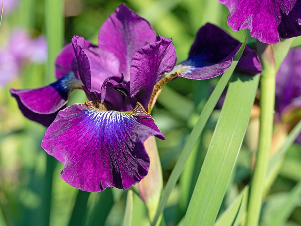 Blooming iris in the garden - Photo, Image