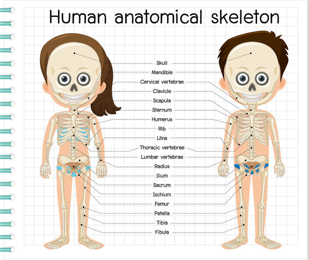 ラベルイラスト付き人間の解剖学的骨格 - ベクター画像