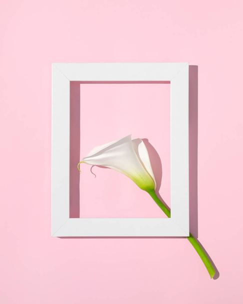 パステルピンクの背景に白い花と白い枠で作られたビジュアル。創造的なフラットレイアウト。ミニマルなコンセプト. - 写真・画像