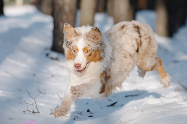 Αυστραλιανό Ποιμενικό σκυλί το χειμώνα - Φωτογραφία, εικόνα