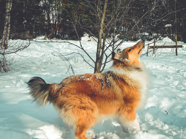 Σκωτσέζικο σκυλί στο χιόνι. Το κουτάβι παίζει στο χιόνι. Ο σκύλος πηδάει ψηλά στο χιόνι. Ένα σκυλάκι στο χιόνι. Διασκεδαστικά ζώα. Collie κουτάβι το χειμώνα. Ένα αξιοπρεπές σκυλί το χειμώνα. Πορτοκαλί γούνα - Φωτογραφία, εικόνα