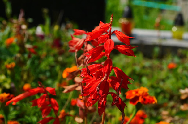 Salvia flowers, beautiful red flowers, bouquet of flowers and green leaves. - Photo, Image