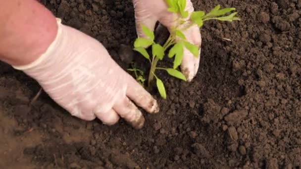 Φυτεύω σπορόφυτα την άνοιξη στη φυτεία. Ένας αγρότης φυτεύει πράσινα σπορόφυτα με τα χέρια στο έδαφος. Ένας κηπουρός με γάντια φυτεύει φυτά ντομάτας σε ανοιχτό χώρο. Οικολογική έννοια της γεωργίας. - Πλάνα, βίντεο