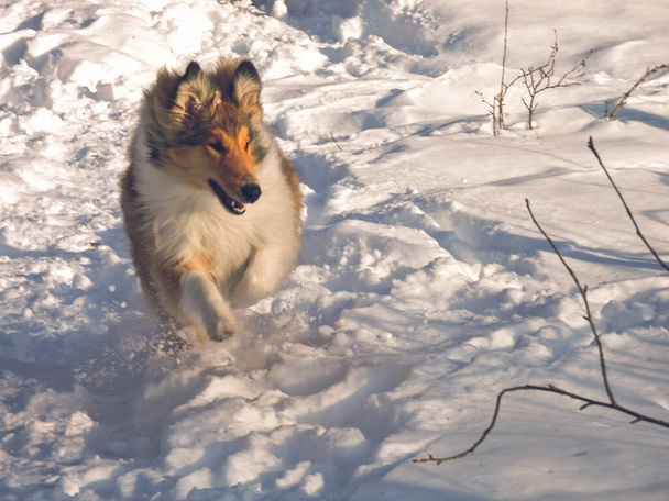 Lassie dog Stock Photos, Royalty Free Lassie dog Images
