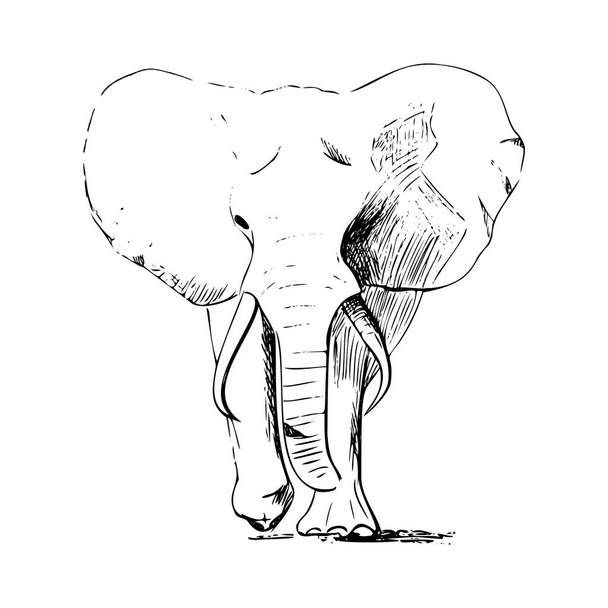 象のスケッチ鉛筆とペンで作られた野生動物を歩く姿。図面の現実的なスタイル。トレースされた画像。白に隔離されています。. - ベクター画像
