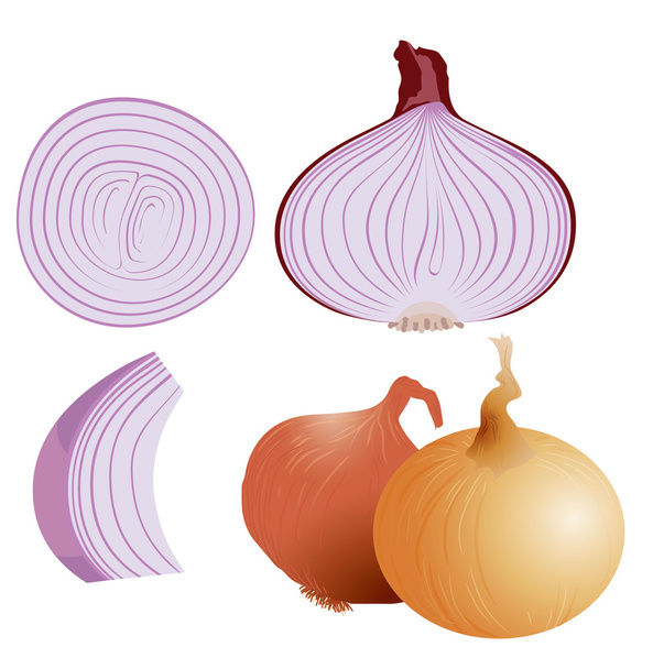 Onion. Vector. - Vector, Image