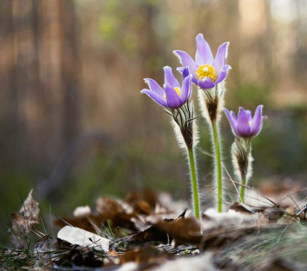 fialová sněhová kapka první jarní květina na slunci 2021 - Fotografie, Obrázek