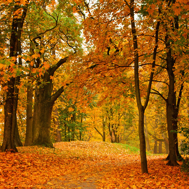 sonbahar Park vadi - Fotoğraf, Görsel