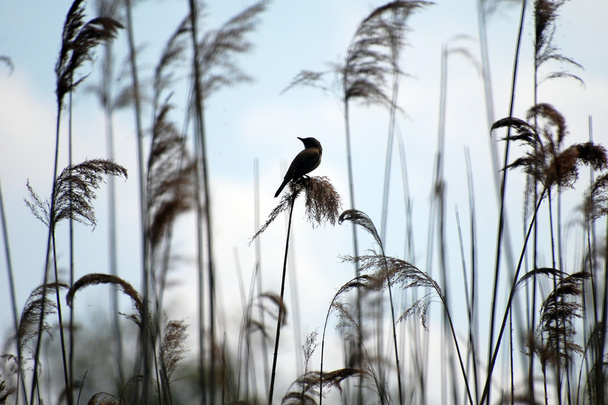 pták v rákosí - Fotografie, Obrázek