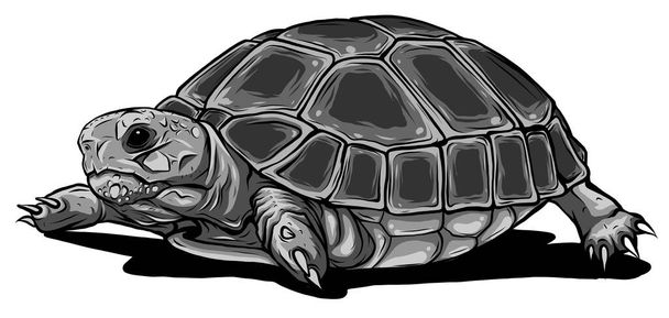 icono de vector de tortuga monocromática. Icono de vector de dibujos animados aislado en tortuga de fondo blanco. - Vector, Imagen