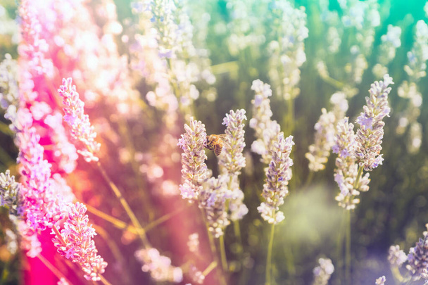 サングレアと光漏れを持つ花のインディースタイルのトーンの背景。咲くラベンダー畑でミツバチ、夏の春の植物のデザイン。ロマンチックなフェミニンなスタイル。レトロ映画撮影の雰囲気. - 写真・画像