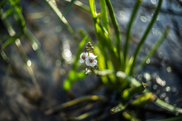 Flores de punta de flecha sobre un fondo borroso de agua. Enfoque selectivo. Bokeh abstracto. - Foto, imagen