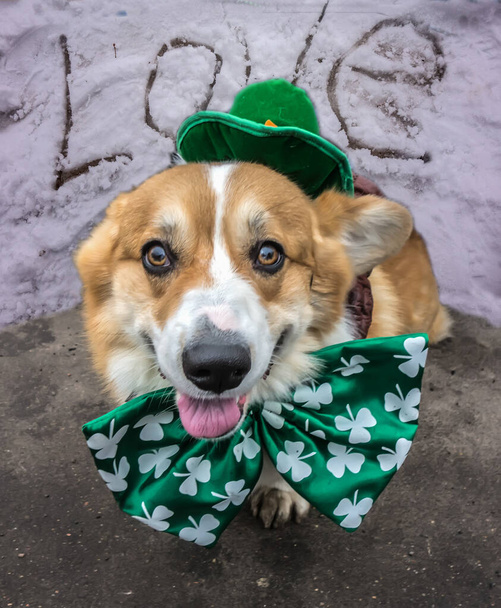 Очаровательная собака Пемброк Валлийский Корги в зеленой шляпе на День Святого Патрика. - Фото, изображение