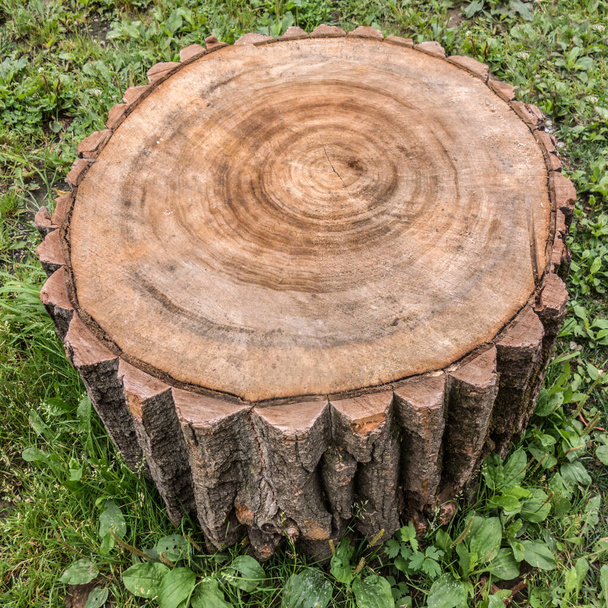  Sello de tronco redondo con anillos anuales de madera textura de fondo. El sello está en la hierba verde del bosque. Foto de una forma cuadrada. - Foto, imagen