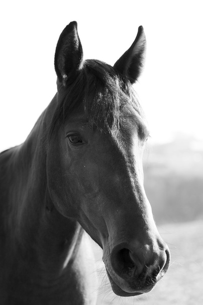 Horse portrait - Foto, Bild