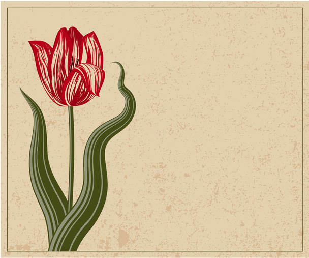 Tulipe. Modèle vintage vectoriel
. - Vecteur, image