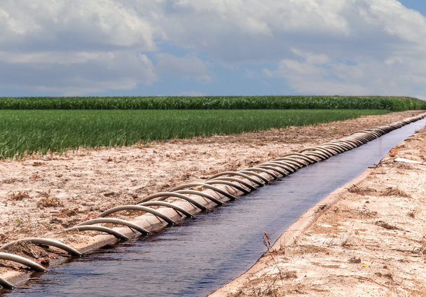 Tubo de sifón Irrigated Cornfield
 - Foto, Imagen