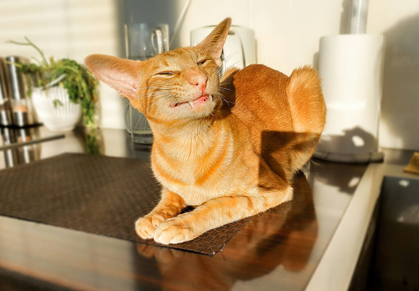 Portrait de chat rouge oriental avec un sourire éblouissant sur la table de cuisine. - Photo, image