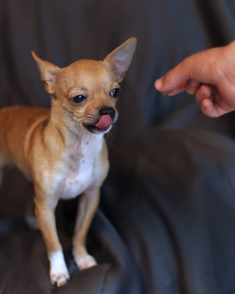 Petit Chihuahua Chien regardant un régal dans une main avec la langue sortie - Photo, image