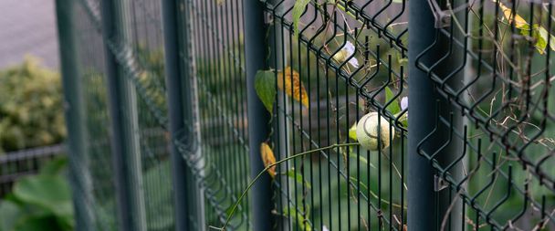 Tennis ball stuck in chainlink fence.  A green tennis ball stuck in the blue cage - Photo, Image