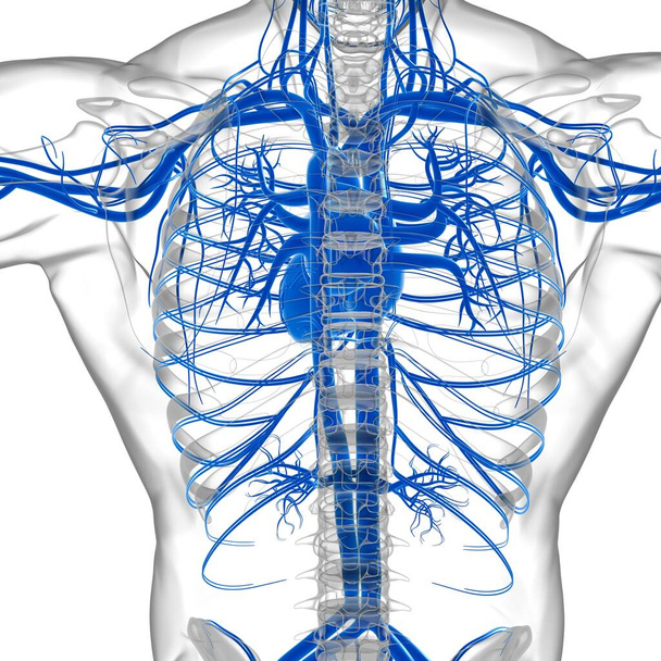 循環器系解剖学と人間の心｜3Dイラスト - 写真・画像