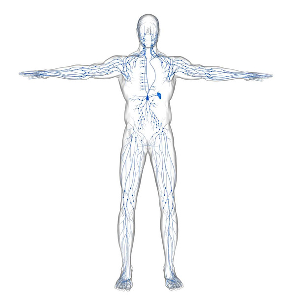 Anatomie humaine de nœuds lymphatiques pour l'illustration 3D de concept médical - Photo, image