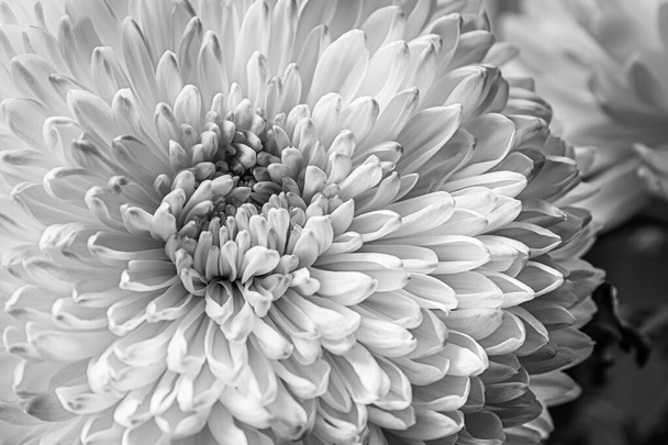 schwarz-weiß blumiger Hintergrund weißer Chrysanthemen aus nächster Nähe - Foto, Bild