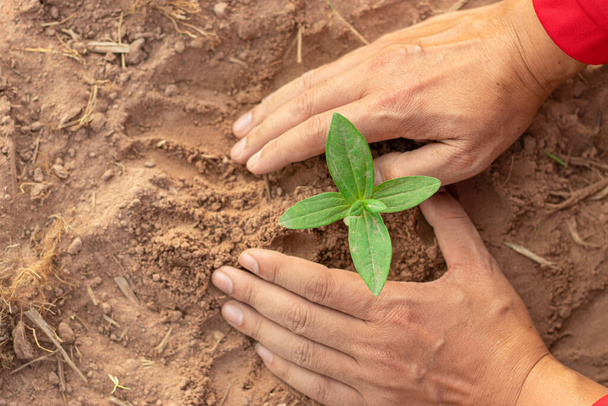 Młode rośliny lub sadzonki hodowane ręcznie w żyznej, zadbanej glebie dla dobrego przyszłego wzrostu. - Zdjęcie, obraz