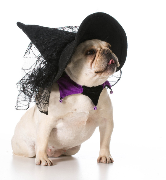 dog dressed like a witch - 写真・画像