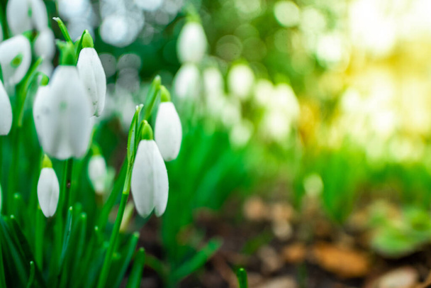 First spring flowers. Close up of snowdrop flowers blooming in a garden, spring symbols telling us winter is leaving and we have warmer times ahead. Fresh green well complementing the white blossoms. - Photo, Image