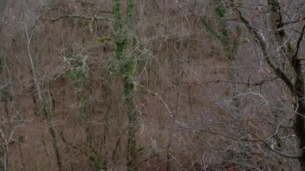 függőleges serpenyő egy hegyi patak lejtőjéről franous törmelék - Felvétel, videó