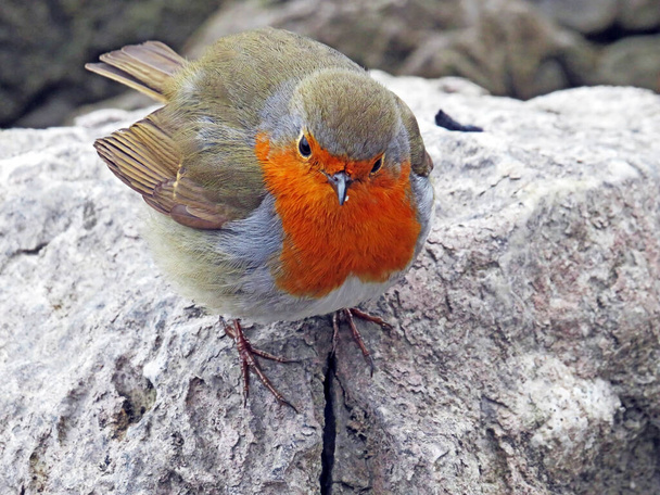 The European robin bird (Erithacus rubecula), Robin redbreast, Das Rotkehlchen Vogel or Ptica Crvendac - Photo, Image