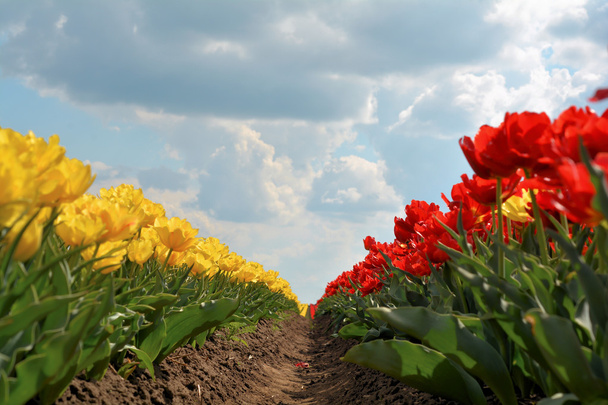 tulipán - Fotó, kép