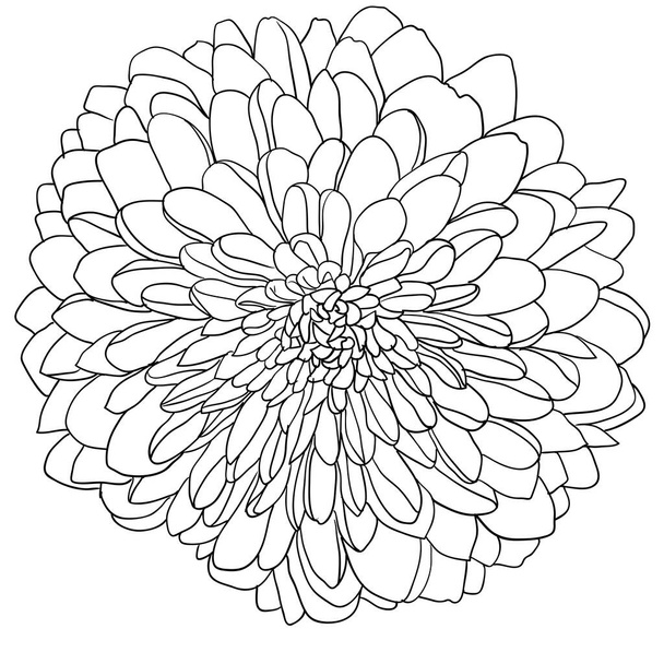 Beautiful sketch flower on white background. - Vector, Image