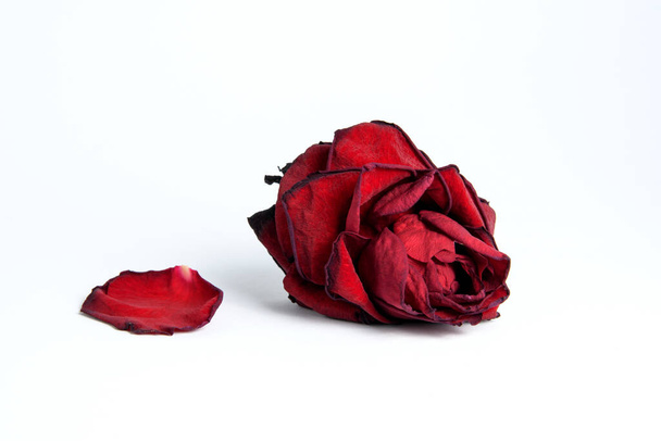 kuivaus punainen ruusu nuppu ja terälehti eristetty valkoisella pohjalla - Valokuva, kuva