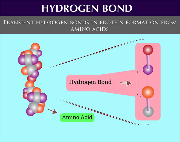 перехідні водневі зв'язки у формуванні білків з амінокислот. водневі зв'язки
 - Вектор, зображення