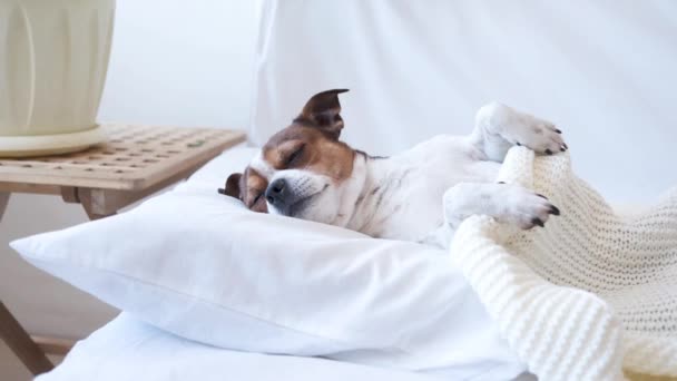 4k. Маленькая милая чихуахуа-собака спит и лежит в белой кровати.  - Кадры, видео