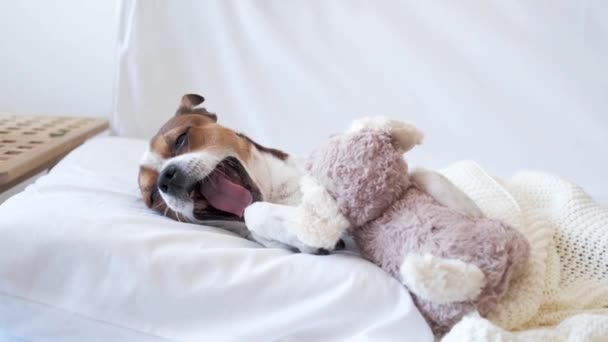 4k. małe słodkie chihuahua pies śpi i leży w białym łóżku.  - Materiał filmowy, wideo