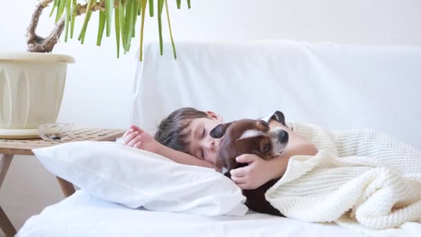 4k. дошкільний хлопчик і милий собака чихуахуа уві сні в білому ліжку
.  - Кадри, відео