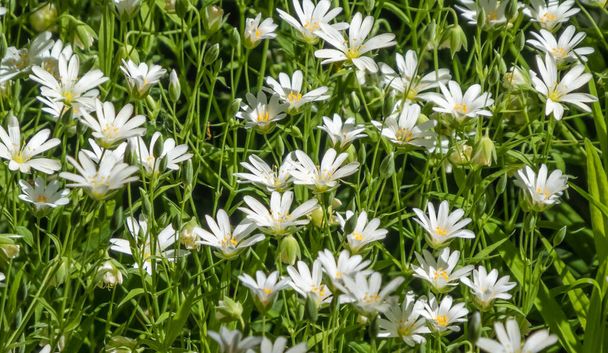 Petites fleurs blanches. Zvezdchatka.. Stellaria médias. Printemps forestier petites fleurs blanches - Photo, image