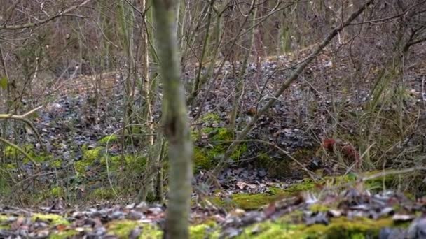 Donna caucasica che cammina nel bosco con il suo cane da pastore bianco - Filmati, video