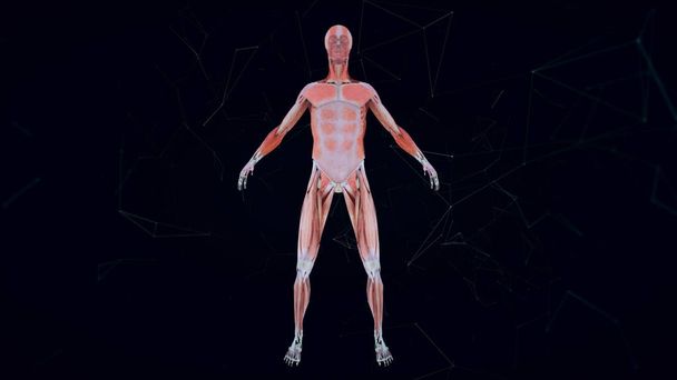 Ilustracja 3d układu mięśniowego człowieka izolowane w ciemności - Zdjęcie, obraz