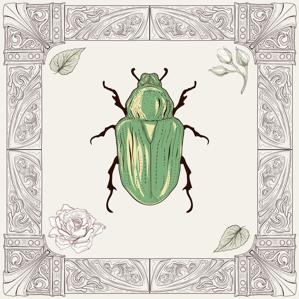 chafer beetle drawing - Vector, Image