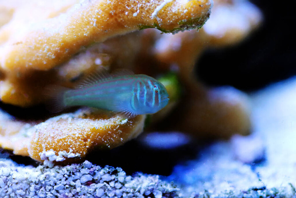 Грин Коралловый Гоби - Гобиодон Ририо - Фото, изображение