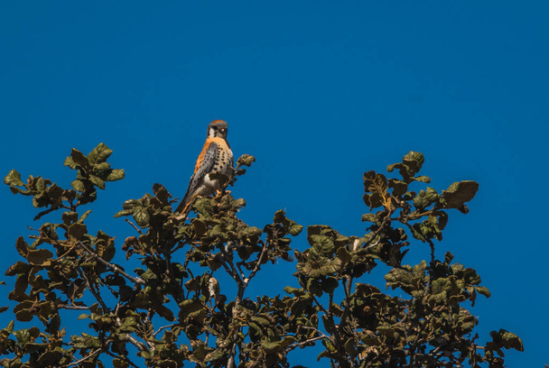 Американская пустельга (Falco sparverius), на ветвях дерева.  - Фото, изображение